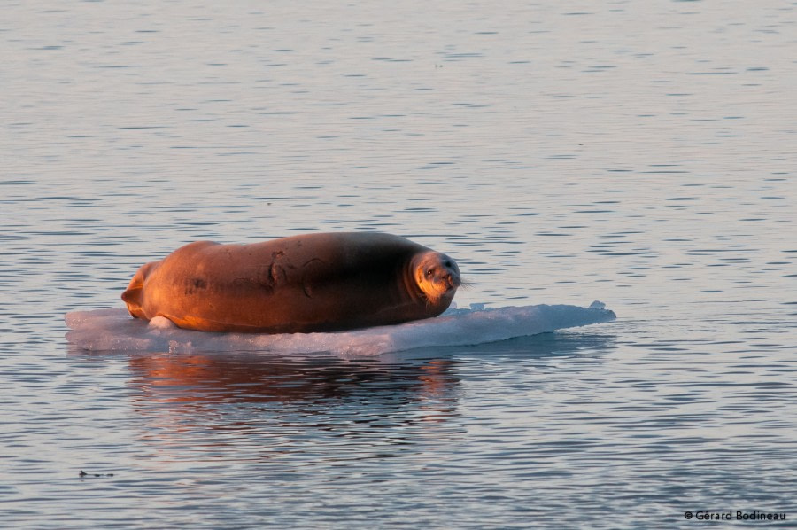 PLA14-18 Day 3 Day03-05_Bråsvellbreen_BeardedSeal_GerardBodineau-Oceanwide Expeditions.jpg