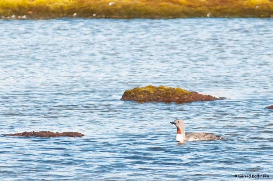 PLA13-18 Day02-05_Blomstrand_Red-throatedDiver_GerardBodineau-Oceanwide Expeditions.jpg