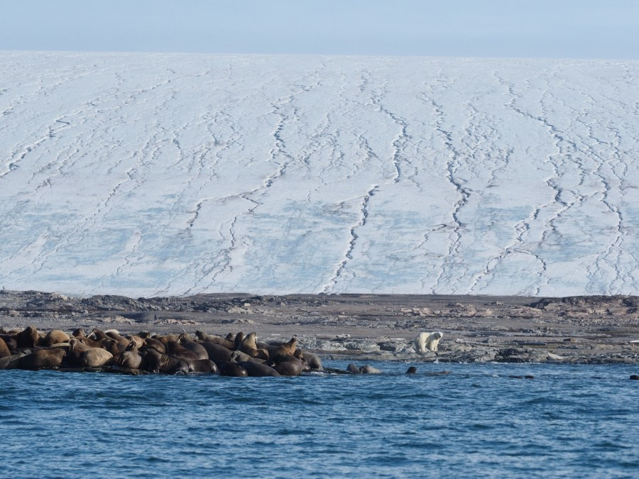 Kvitøya, North to the ice