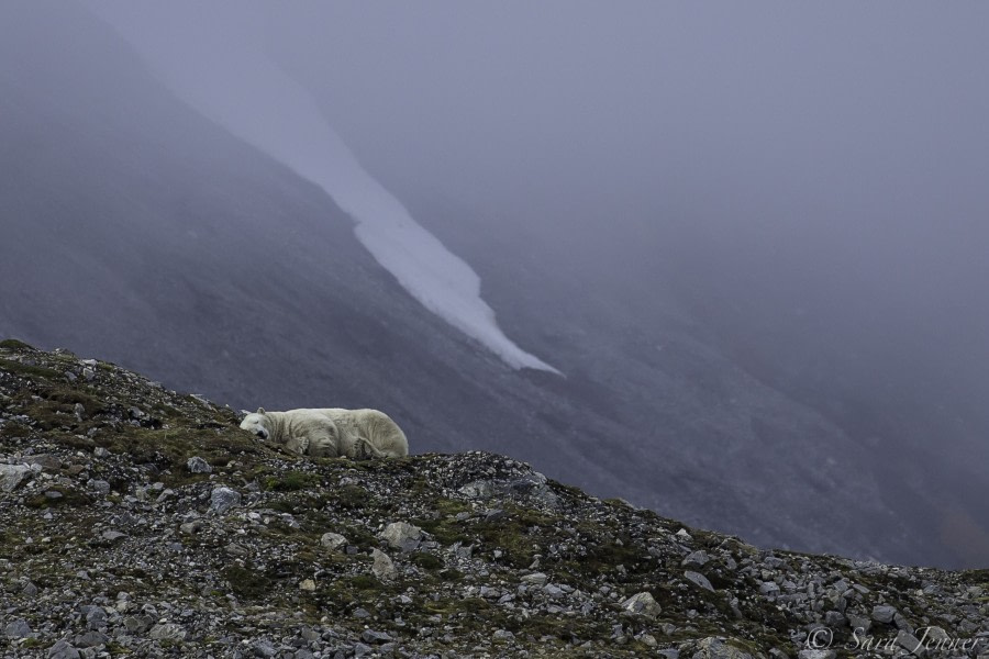 OTL11-18, DAY 8 sleeping bear 2-Oceanwide Expeditions.jpg