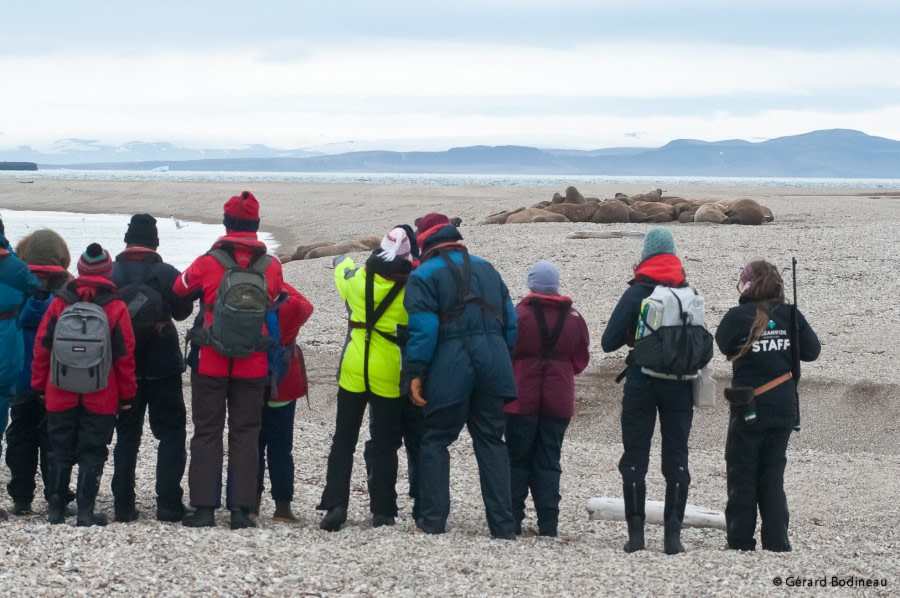 PLA14-18 Day 3 Day03-03_Alkefjellet_WatchingWalrus_GerardBodineau-Oceanwide Expeditions.jpg