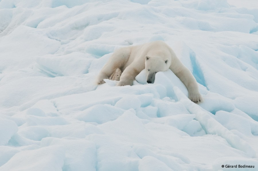 PLA14-18 Day 5 Day05-03_PackIce_PolarBear_GerardBodineau-Oceanwide Expeditions.jpg