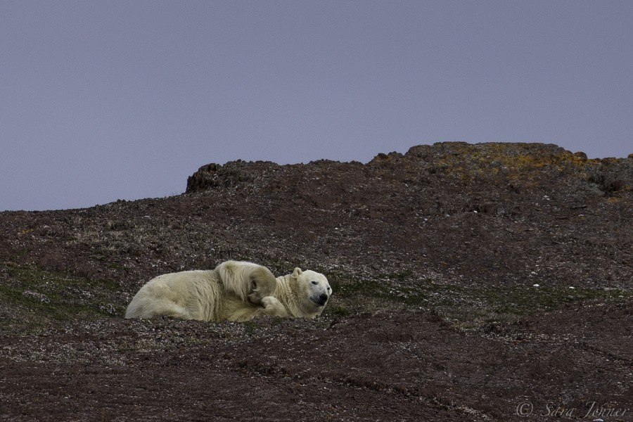 Reinsdyrflya, Worsleyneset & Monacobreen