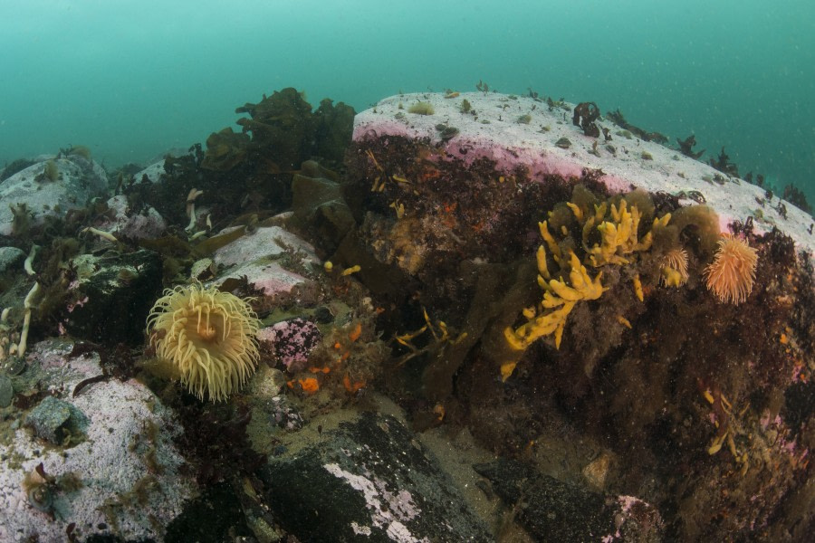 Anemone Diving Antarctica © Peter de Maagt-Oceanwide Expeditions_DSC1498ed.jpg