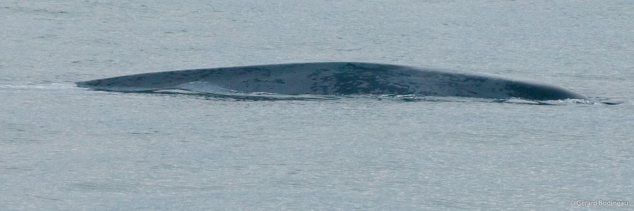 PLA14-18 Day01-04_Isfjord_BlueWhale_GerardBodineau-Oceanwide Expeditions.jpg