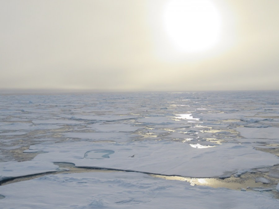 PLA15-18 Day 5 Day 5 ice_shelli-Oceanwide Expeditions.JPG