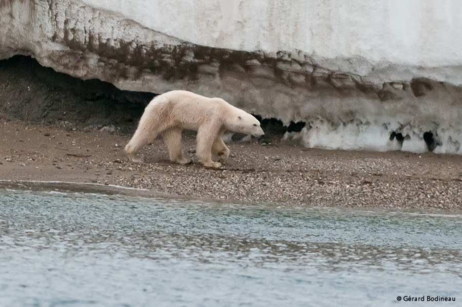 PLA15-18 Day 4 Day04-01_Torellneset_PolarBear_GerardBodineau-Oceanwide Expeditions.jpg