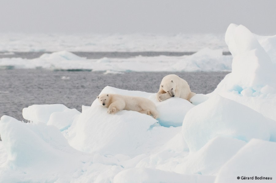 PLA15-18 Day 5 Day05-02_PackIce_FemaleBearWithCub_GerardBodineau-Oceanwide Expeditions.jpg