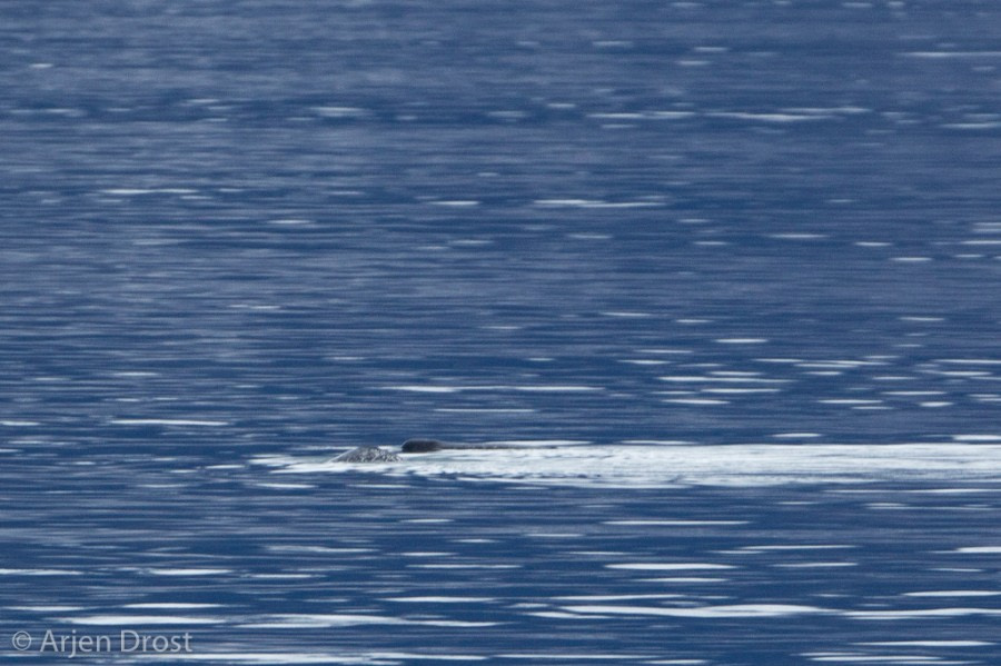 PLA16-18 Day 9 20180912_Arjen_Drost_0134-Oceanwide Expeditions.jpg