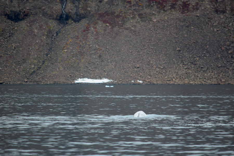 PLA16-18 Day 9 Day 9 narwhal_shelli-Oceanwide Expeditions.JPG