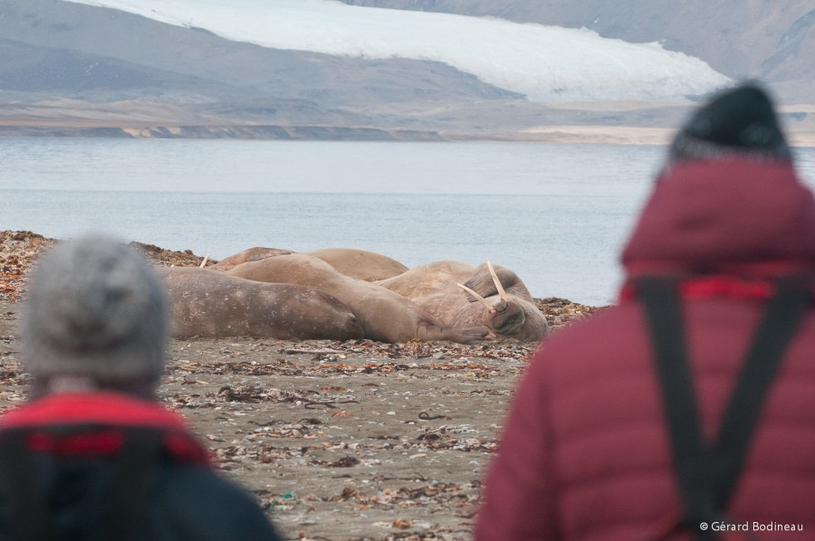 PLA15-18 Day 7 Day07-02_Poolepynten_Walrus_GerardBodineau-Oceanwide Expeditions.jpg