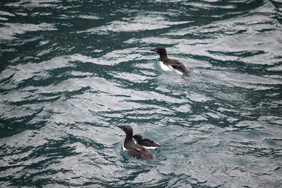 PLA15-18 Day 4 Day 4 guillemots 2_shelli-Oceanwide Expeditions.JPG