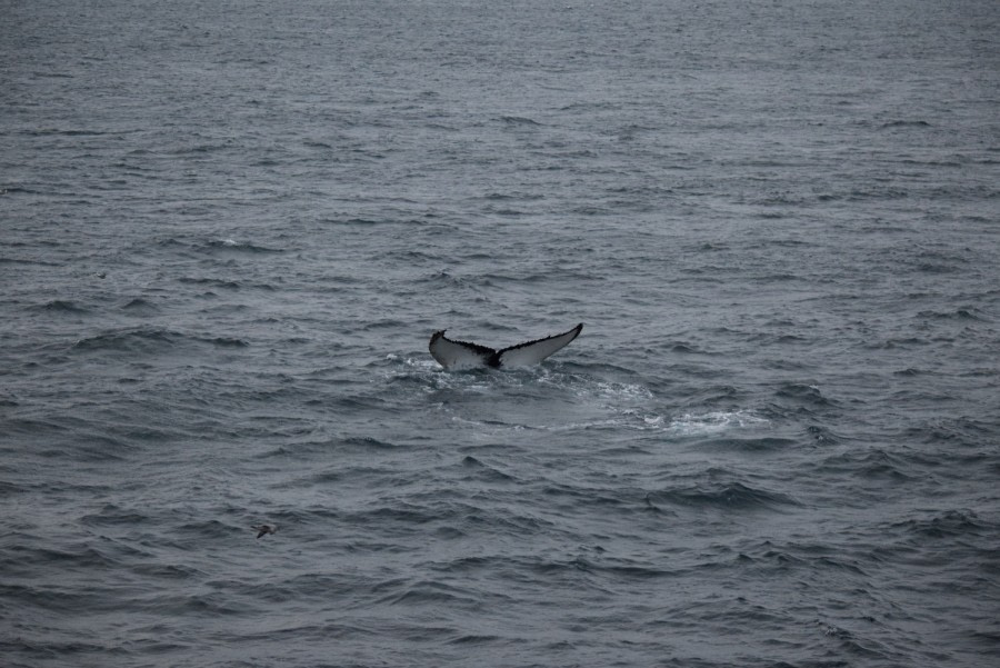 PLA14-18 Day 9 Day 9 whalefluke_shelli-Oceanwide Expeditions.JPG