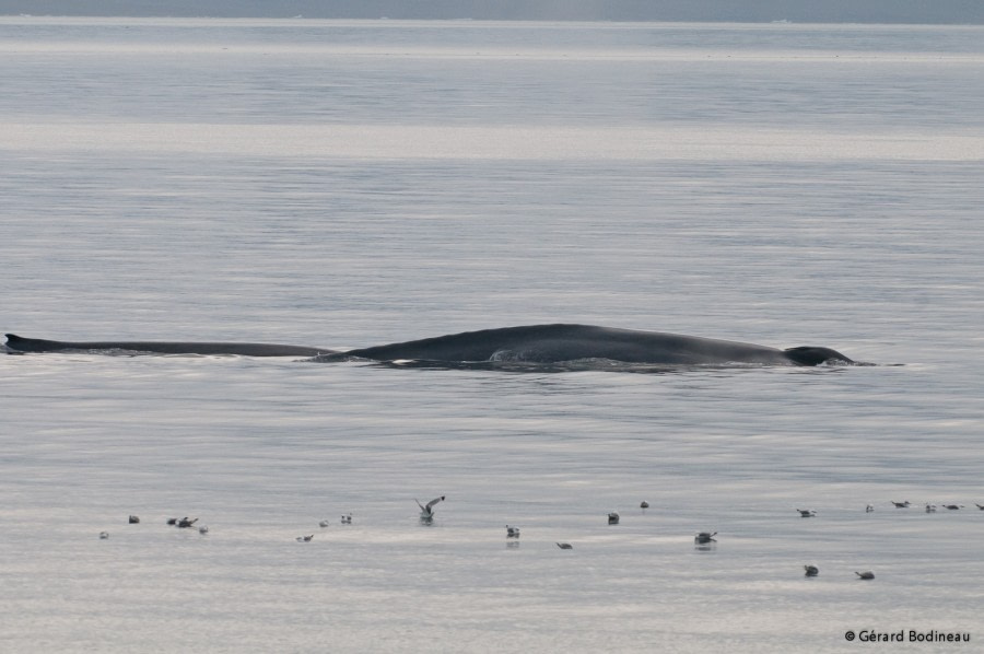 PLA15-18 Day 2 Day02-03_Raudfjorden_BlueWhaleAndCalf_GerardBodineau-Oceanwide Expeditions.jpg