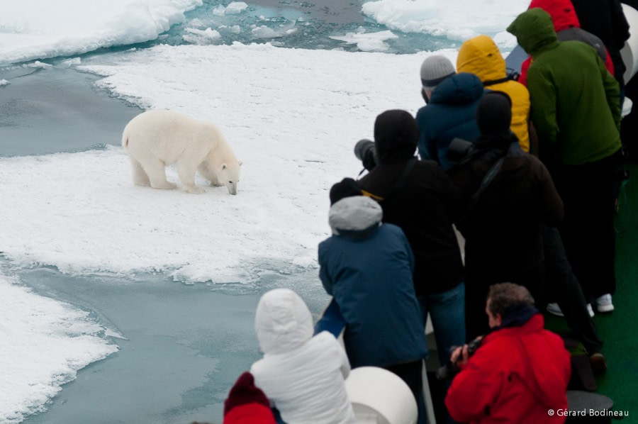 PLA15-18 Day 5 Day05-04_PackIce_FourthBear_GerardBodineau-Oceanwide Expeditions.jpg