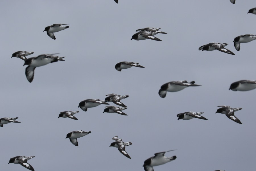 At Sea to South Orkney Islands