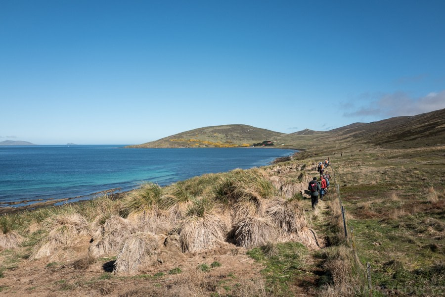 Falkland Islands: Carcass Island & Steeple Jason Island