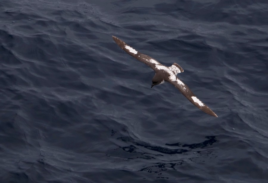 At Sea in the Drake Passage