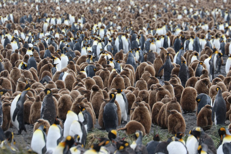 Rosita Harbour and Salisbury Plain, South Georgia