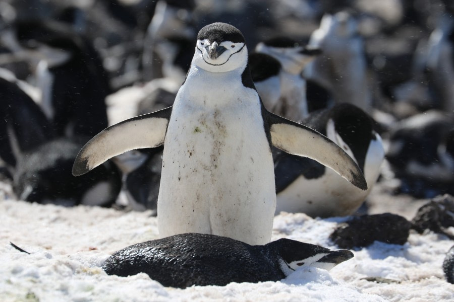 Penguin Island, Maxwell Bay, südliche Shetlandinseln