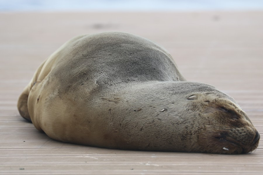 Stanley, Falkland Islands