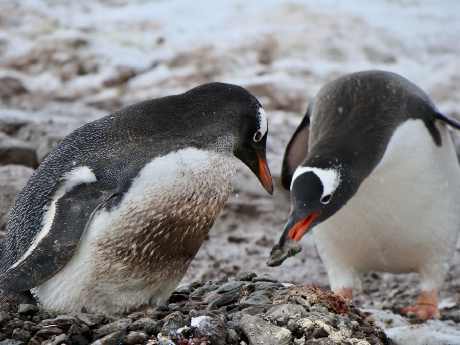 OTL25-19, 13.12.PortLockroy_JouglaTanja (10) -Oceanwide Expeditions.jpg