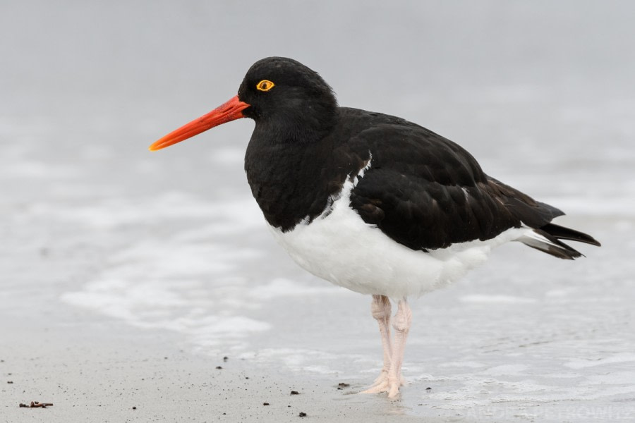 OTL21-18, 20181102_SandraPetrowitz_Oystercatcher- Oceanwide Expeditions.jpg