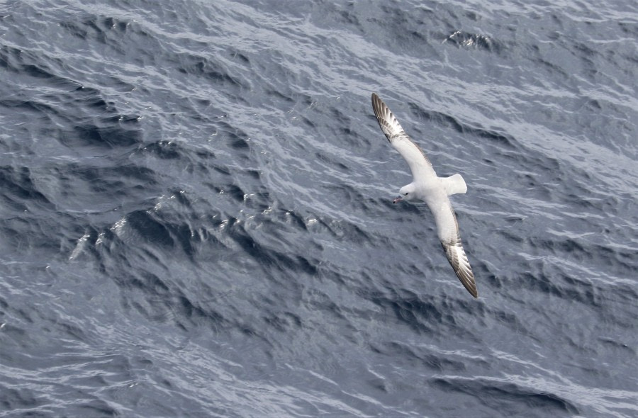 At sea to South Shetland Islands