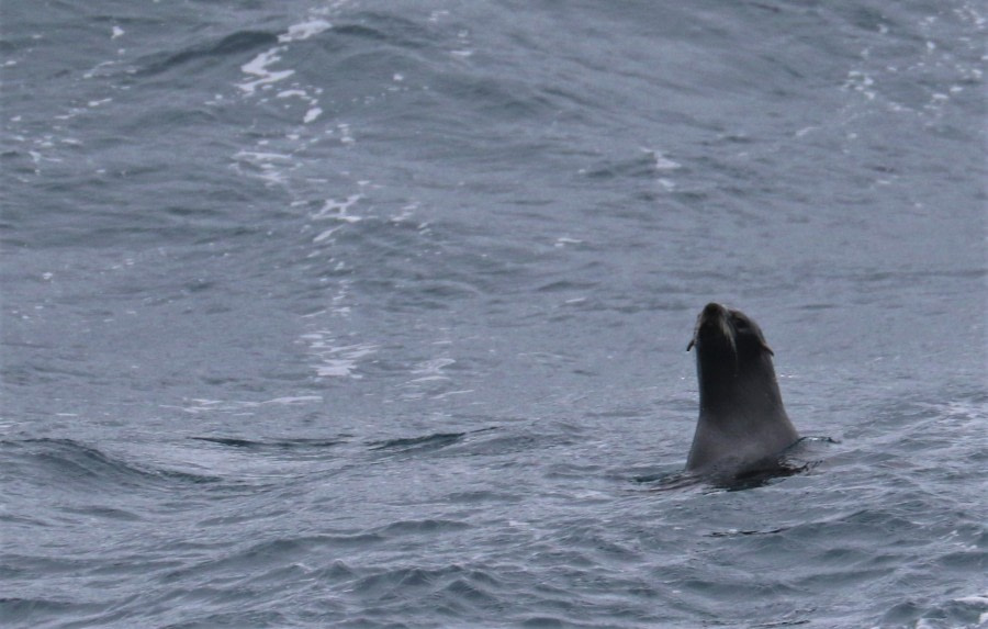 At Sea to South Georgia