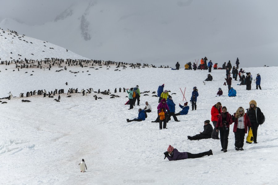 OTL22-18 - 20181110 - Cuverville - Esther Kokmeijer-10 - Oceanwide Expeditions.jpg