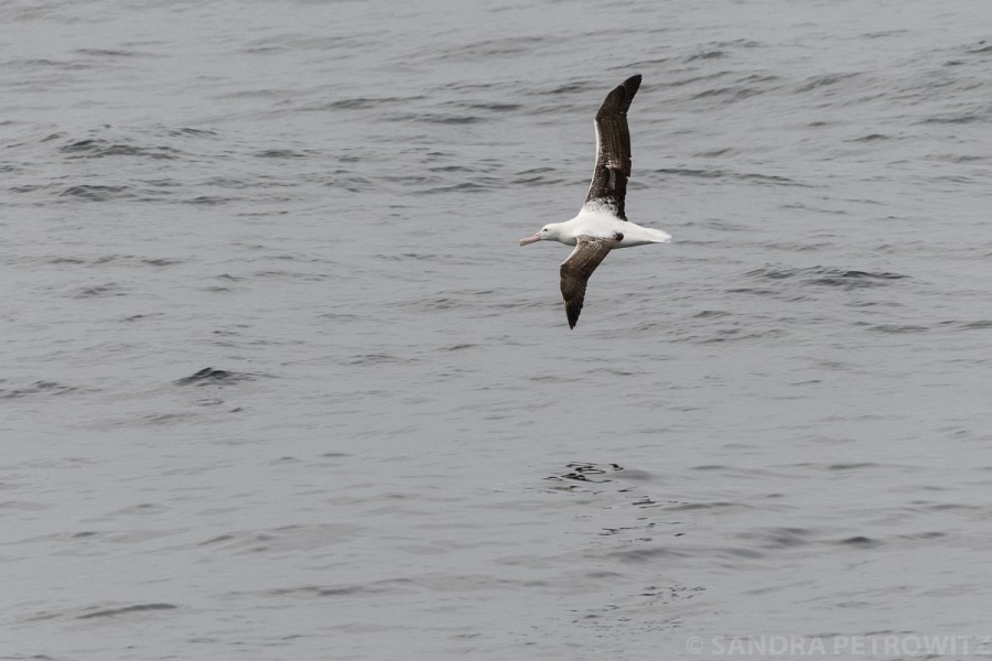 At Sea towards the Falkland Islands