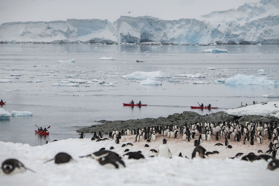 OTL22-18 - 20181110 - Cuverville - Esther Kokmeijer-21 - Oceanwide Expeditions.jpg