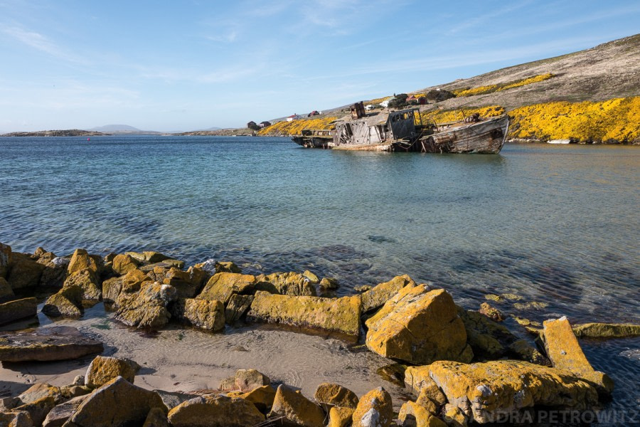 Falkland Islands: New Island