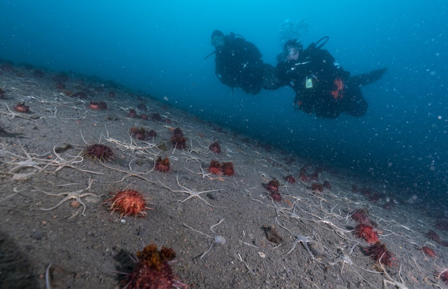 Deception Island dive © Uli Kunz - Oceanwide Expeditions