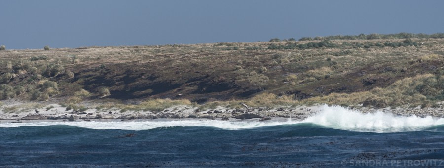Falkland Islands: Bleaker Island & Sea Lion Island