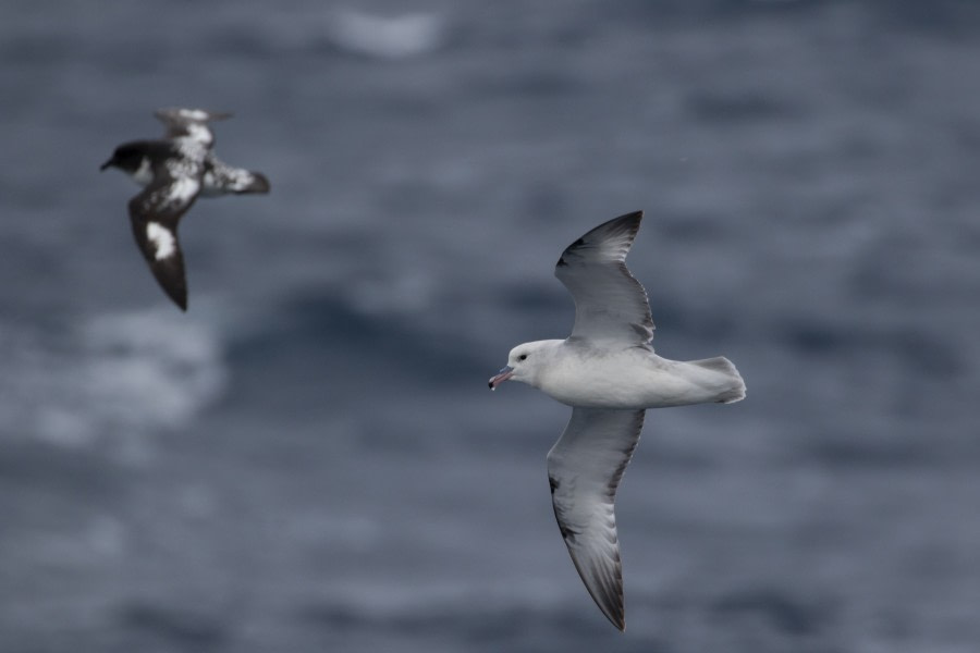 At Sea in the Drake Passage