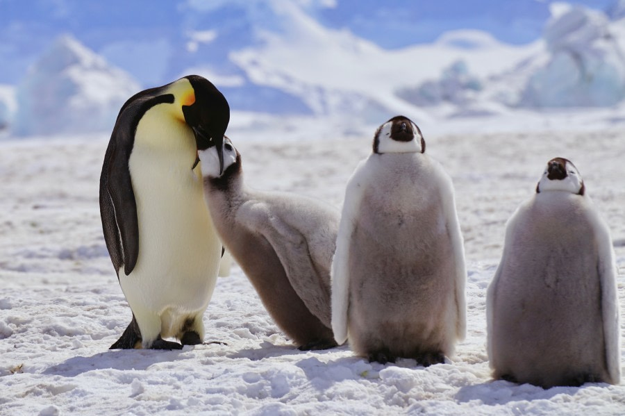 Snow Hill Island - Emperor Penguin Colony