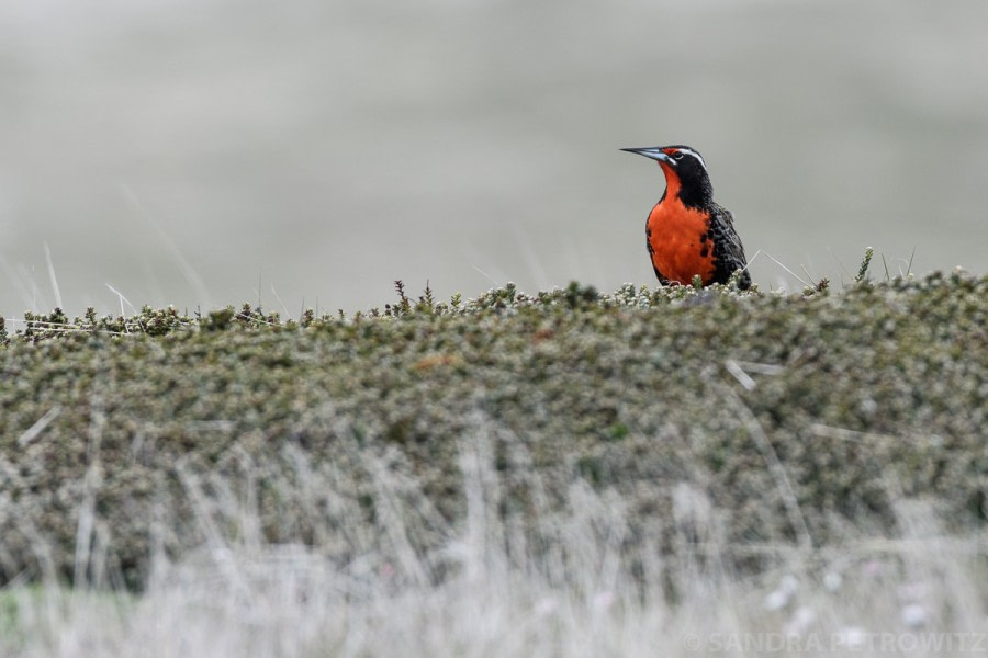 Falkland Islands: West Point Island & Saunders Island