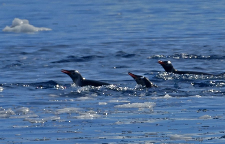 Jumping Penguins