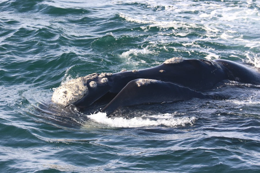 Embarkation – Puerto Madryn, Argentina