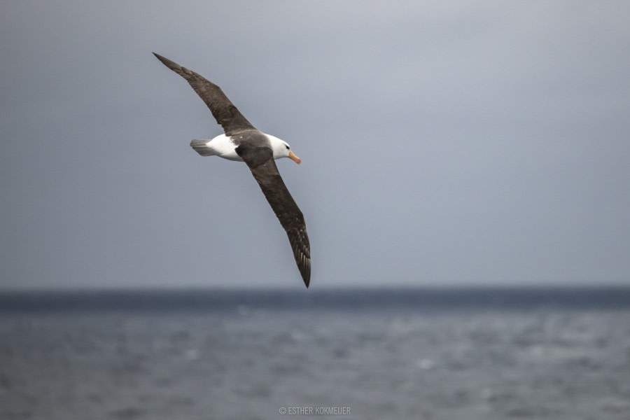 At Sea in the Drake Passage