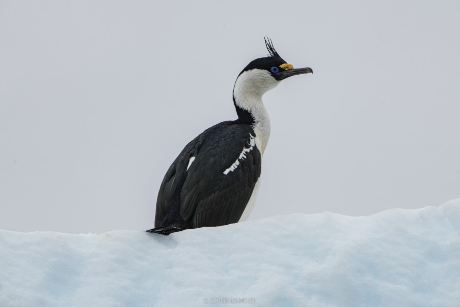 OTL22-18 - 20181110 - Zodiac Cruize - Esther Kokmeijer-17 - Oceanwide Expeditions.jpg