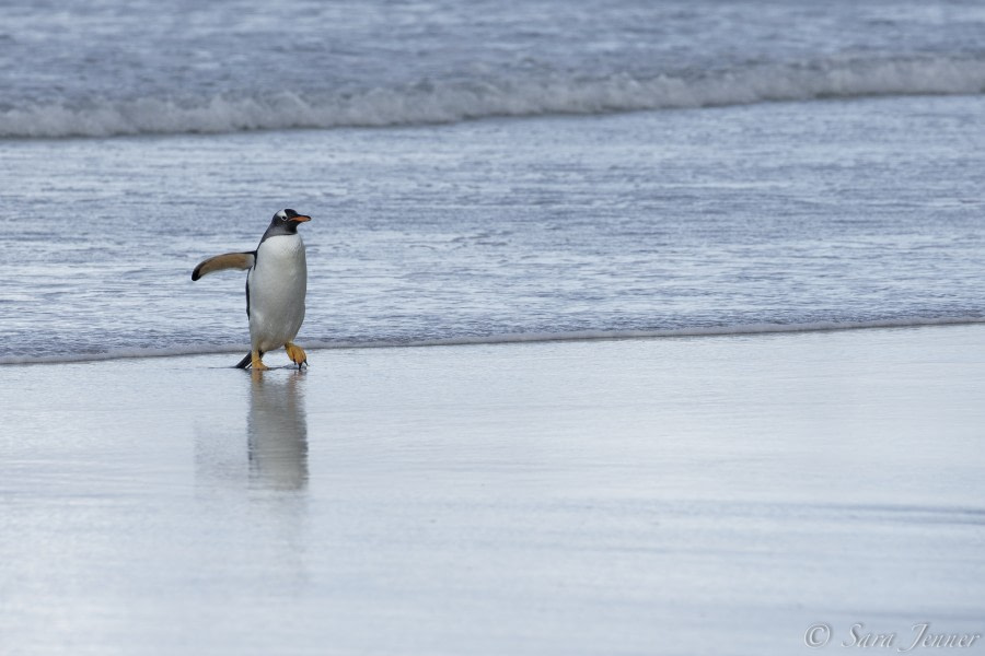 PLA23-18, 5 DEC, Gentoo on the beach -Oceanwide Expeditions.jpg