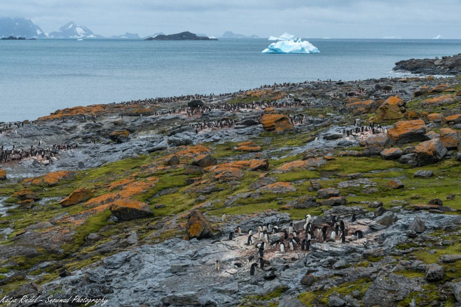 PLA24-18, 2nd Coronation_Island _2 -Oceanwide Expeditions.jpg