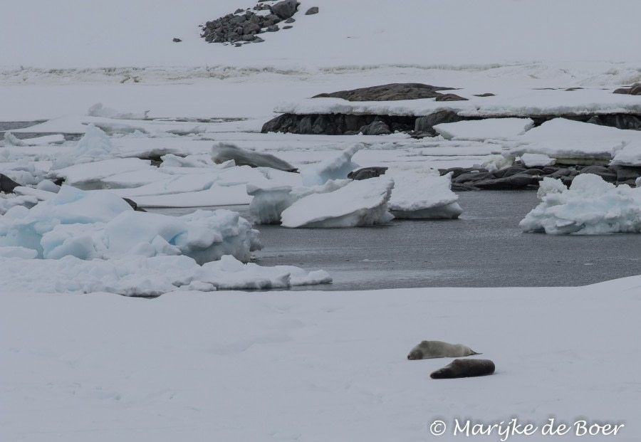 OTL27-19 20190105-4L6A5849_Weddell seal and leopard seal_Marijke de Boer -Oceanwide Expeditions.jpg