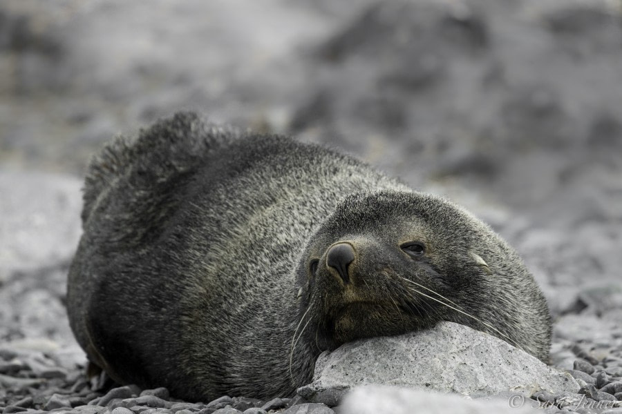 PLA25-18 HALF MOON & DECEPTION, Fur seal -Oceanwide Expeditions.jpg