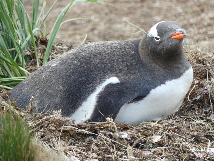 PLA23-18, 11 DEC, Gentoo Penguin on nest -Oceanwide Expeditions.jpg