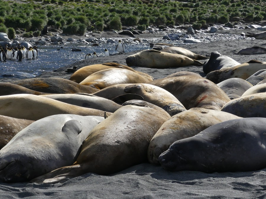 PLA23-18, 12 DEC, Adult Elephant Seals -Oceanwide Expeditions.jpg