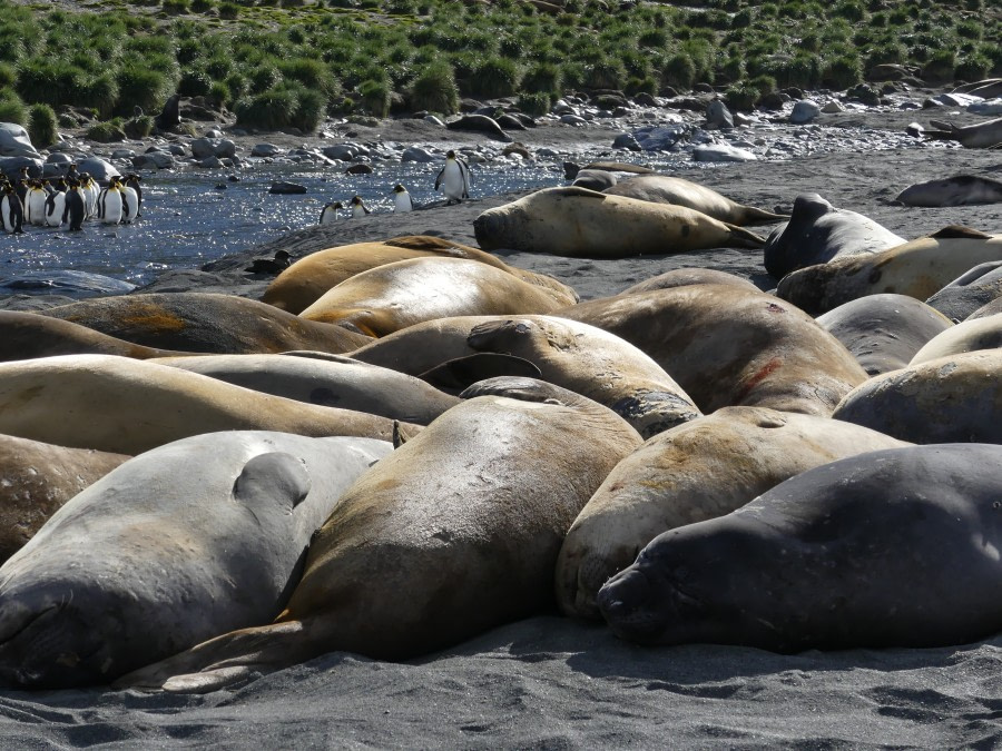 Gold Harbour & Drygalski Fjord, South Georgia