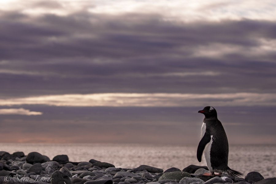 PLA24-18, 6th penguin_Yankee -Oceanwide Expeditions.jpg